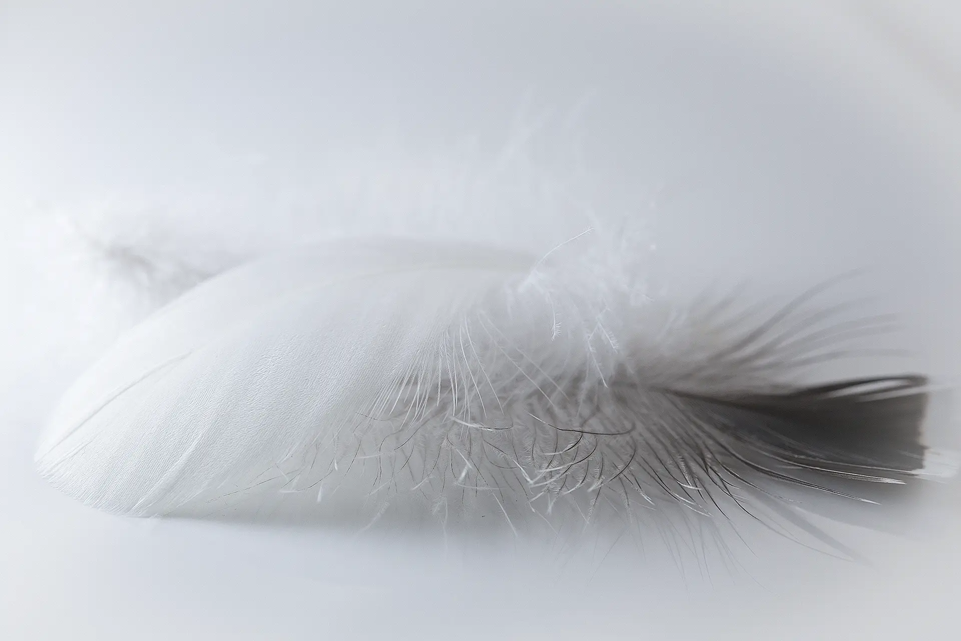 En este momento estás viendo ¿Por qué las almohadas de plumas son malas para ti? Descubre los problemas de salud y alternativas